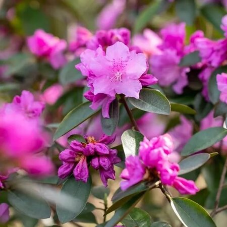Rhododendron carolinianum 'Elite Star'® - Public image here under fair use
