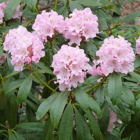 Rhododendron 'Cheer' (6.5L pot)