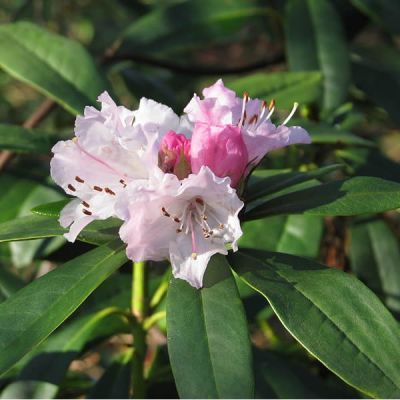 Rhododendron “Christmas Cheer” - Photo by peganum from Henfield, England (CC BY-SA 2.0)