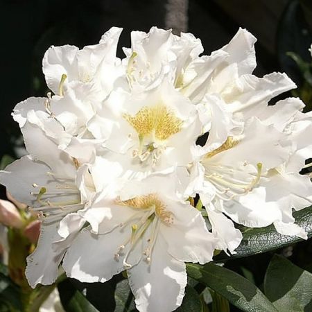 Rhododendron "Cunninghams White" - Photo by David J. Stang (CC BY-SA 4.0)