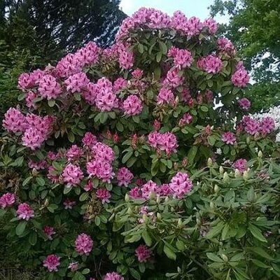 Rhododendron 'Germania' (5L pot)