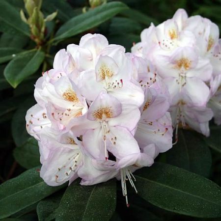 Rhododendron "Gomer Waterer" - Photo by Ulf Eliasson (CC bY-SA 3.0)