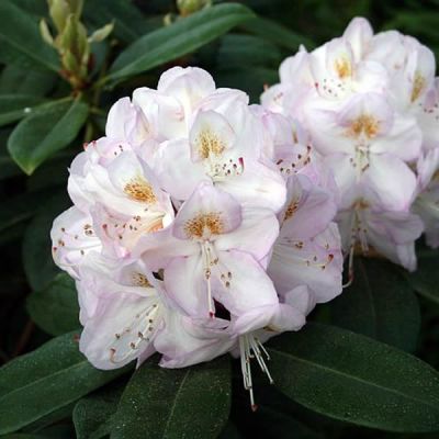 Rhododendron 