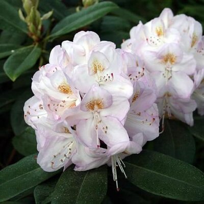 Rhododendron 'Gomer Waterer' (5L pot)