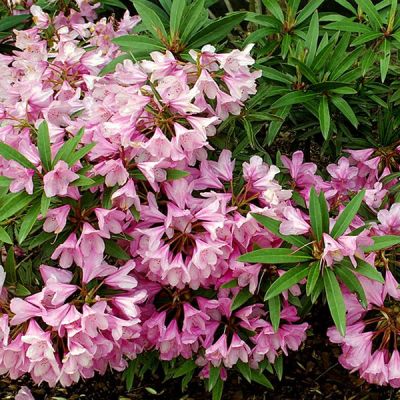 Rhododendron "Graziella" - Photo by Babij (CC BY-SA 2.0)