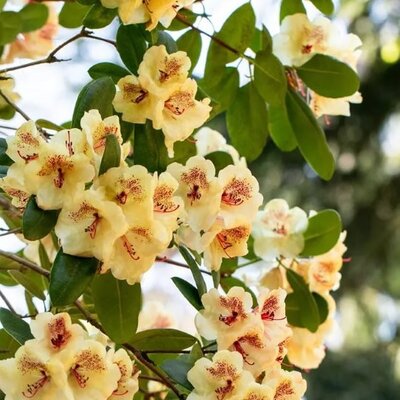 Rhododendron Hybrid.'Viscy' III - Public image here under fair use