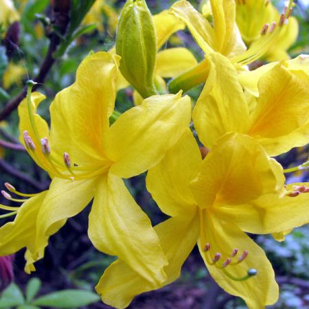 Rhododendron "Luteum" -Kor!An (Андрей Корзун) (CC BY-SA 3.0)