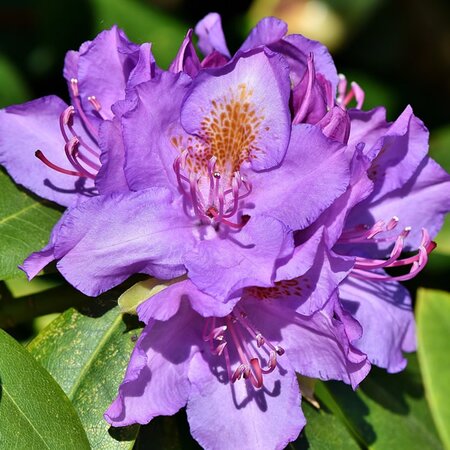 Rhododendron “Marcel Menard” - Image by Ralphs_Fotos from Pixabay 