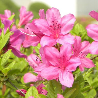 Rhododendron obtusum 'Anouk' II - Image by seongmi choi from Pixabay 