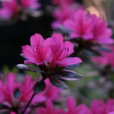 Rhododendron obtusum 'Lady Dark' ® EU (S) - Image by minhngocftu from Pixabay 