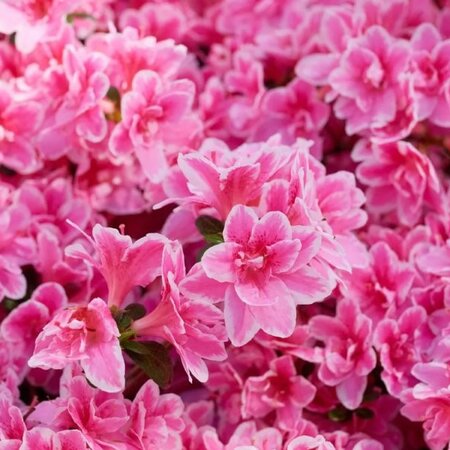 Rhododendron obtusum 'Pink Poetry'  ® - Public image here under fair use