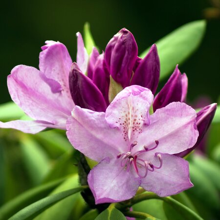Rhododendron obt.'Purpurkissen' - Image by Dorothe Wouters from Pixabay 