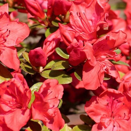 Rhododendron obtusum 'Sandy Fire' ® - Image by Alicja from Pixabay 