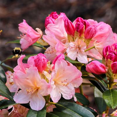 Rhododendron 'Percy Wiseman' (5L pot)