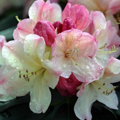 Rhododendron "Percy Wiseman" - Photo by Hedwig Storch (CC BY-SA 3.0)