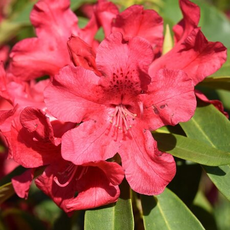 Rhododendron “Red Jack”  - Image by JackieLou DL from Pixabay 