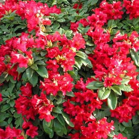 Rhododendron repens 'Bengal' - Public image here under fair use