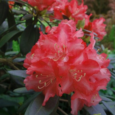 Rhododendron yakushimanum 'Bohlken's Roter Stern' ® - Image courtesy of Pixabay