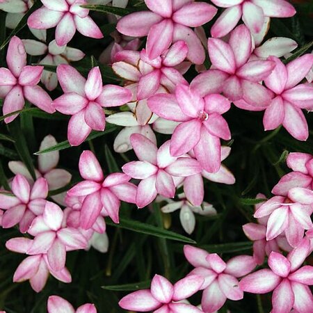 Rhodohypoxis 'Mars' - Photo by Andy Mabbett (CC BY-SA 3.0)