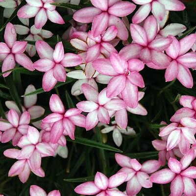 Rhodohypoxis 'Mars' - Photo by Andy Mabbett (CC BY-SA 3.0)