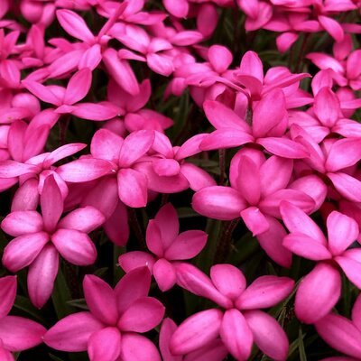Rhodohypoxis 'Paula' - Public domain image under fair use
