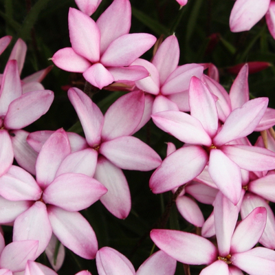Rhodohypoxis 'Pintado' - Extract of public photo here under fair use.