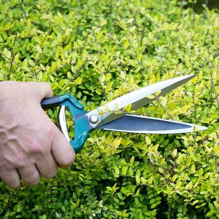 RHS Shrub Shear -Image courtesy of Burgon & Ball