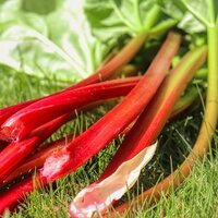 Rhubarb 2 for €12