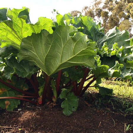 Rhubarb 'Champagne' - Image by Di Reynolds from Pixabay  