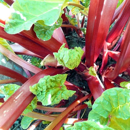 Rhubarb 'Timperley Early' - Image by Hans from Pixabay 