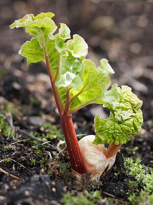 Rhubarb 'Timperley Early' (Bare Root) - Photo by Miika Silfverberg (CC BY-SA 2.0)
