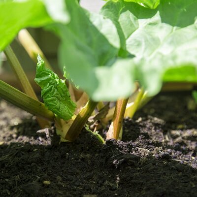 Rhubarb 'Victoria' - Image by Pexels from Pixabay 
