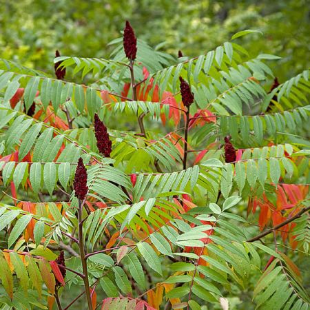 Rhus typhina - Photo by Katya (CC BY-SA 2.0)
