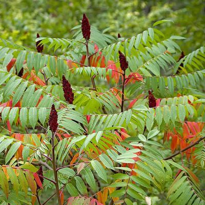 Rhus typhina - Photo by Katya (CC BY-SA 2.0)