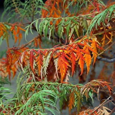 Rhus Typhina 'Laciniata' - Photo by Martín Vicente, M.(CC BY-SA 2.0)