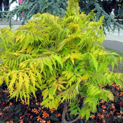 Rhus typhina "Tiger Eyes" - Photo by Leonora (Ellie) Enking (CC BY-SA 2.0)