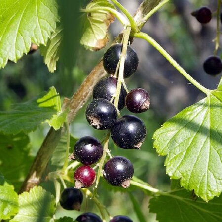 Ribes 'Ben Sarek' - Image courtesy of rawpixel.com