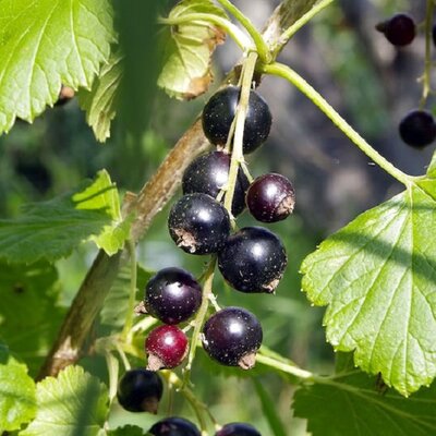 Ribes 'Ben Sarek' - Image courtesy of rawpixel.com
