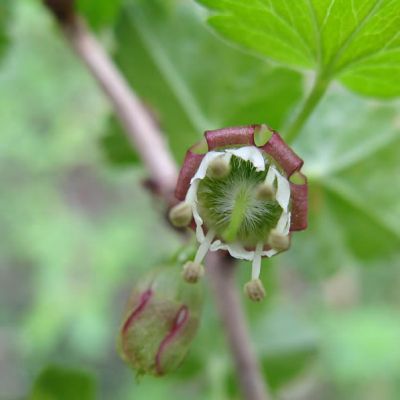 'Ribes Black Velvet ' - photo by Nadiatalent (CC License)