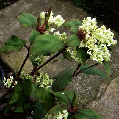 Ribes laurifolium - Photo by Steve Law (CC BY-SA 2.0)