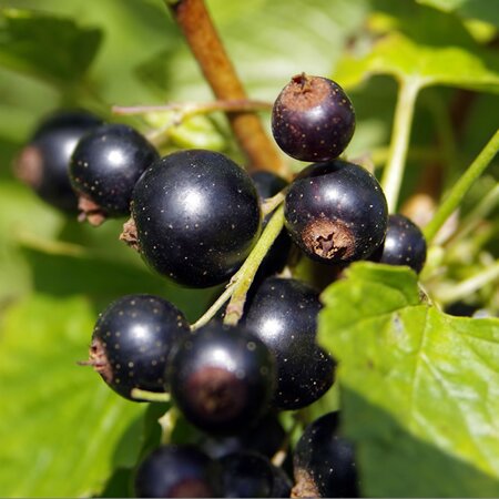 Ribes nigrum 'Cassissima® Black Marble' - Image by Henryk Niestrój from Pixabay 