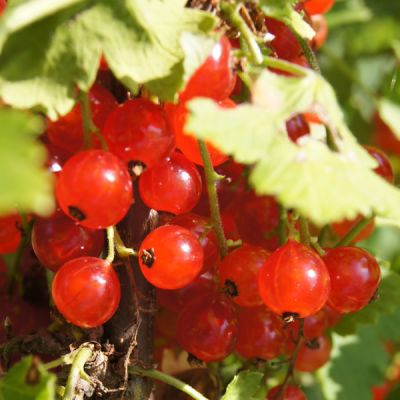 Ribes Red Lake Recurrant