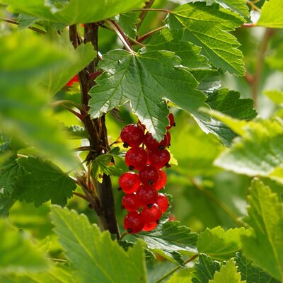 Ribes rubrum 'Ribest® Babette®' - Image by Merja Partanen from Pixabay 