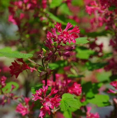 Ribes sanguineum 'King Edward VII' (3L pot)