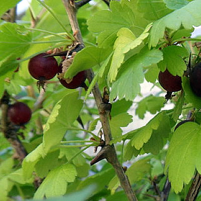Ribes 'Worcesterberry' - Public Domain Image