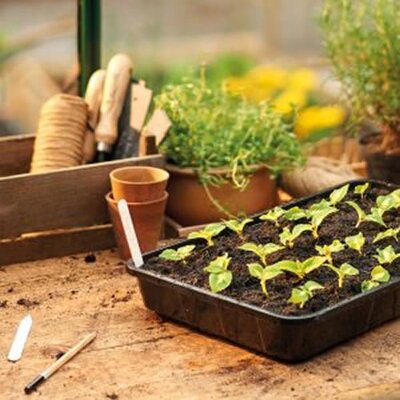 Rigid Seed Tray - image 2