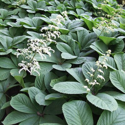 Rodgersia aesculifolia - Photo by Jerzy Opioła (CC BY-SA 4.0)