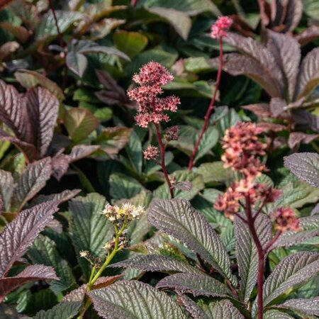 Rodgersia 'Bronze Peacock' - Public Domain Image