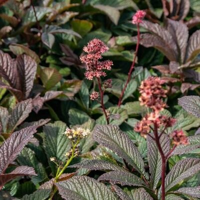 Rodgersia 'Bronze Peacock' - Public Domain Image