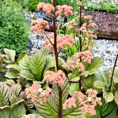 Rodgersia 'Herkules' - Photo by hans schevers (CC0)